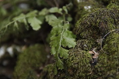 Asplenium laciniatum, photograph (c) Tony Rebelo, some rights reserved (CC BY-SA)