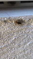 Gryllodes sigillatus