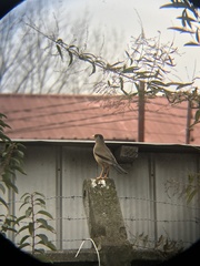 Turdus falcklandii magellanicus