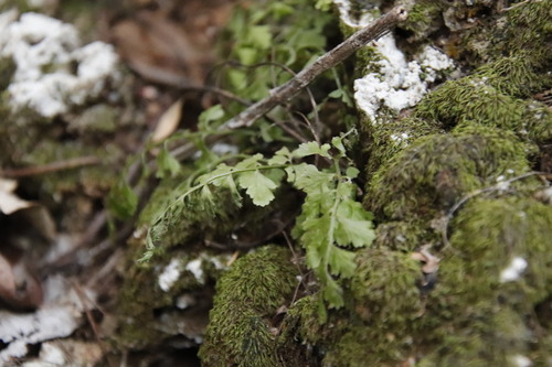 Asplenium laciniatum, photograph 3