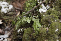 Asplenium laciniatum, photograph (c) Tony Rebelo, some rights reserved (CC BY-SA)