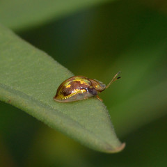 Deloyala guttata