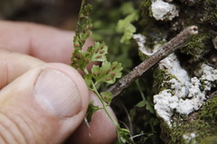 Asplenium laciniatum, photograph (c) Tony Rebelo, some rights reserved (CC BY-SA)