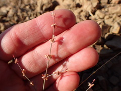 Eriogonum cithariforme