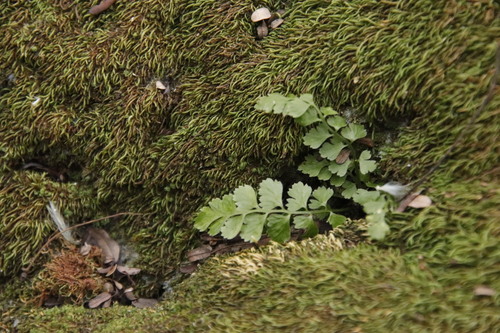 Asplenium laciniatum, photograph 2