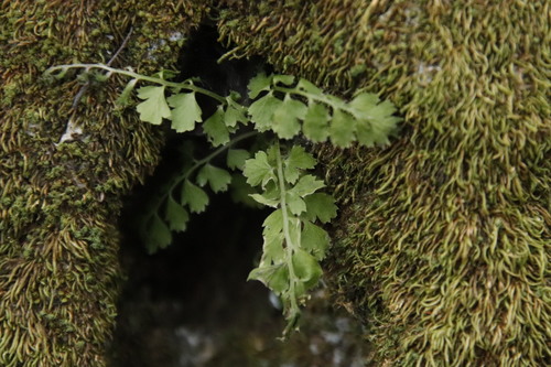 Asplenium laciniatum, photograph 1