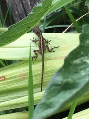 Anolis sagrei