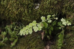 Asplenium laciniatum