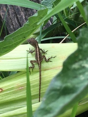 Anolis sagrei