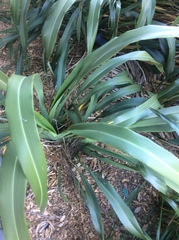 Phormium