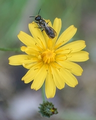 Chelostoma