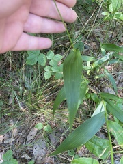 Dichanthelium polyanthes