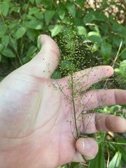 Dichanthelium polyanthes