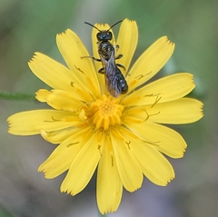 Chelostoma