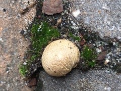 Fungi