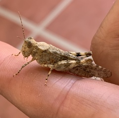 Trimerotropis pseudofasciata