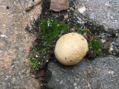 Fungi