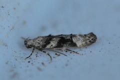 Coleotechnites atrupictella