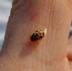 Anisosticta bitriangularis