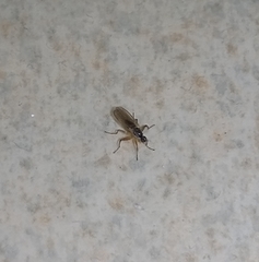 Platypalpus bilobatus