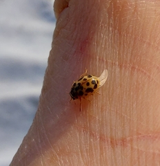 Anisosticta bitriangularis