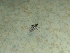 Platypalpus bilobatus