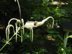 Bombus griseocollis