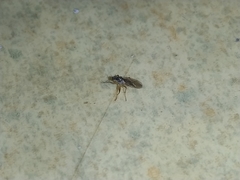 Platypalpus bilobatus