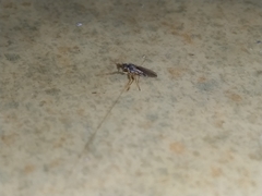 Platypalpus bilobatus