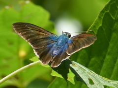 Telegonus