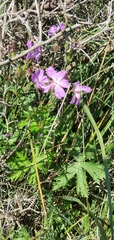 Geranium atlanticum