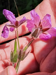 Geranium atlanticum