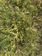 Vicia sativa