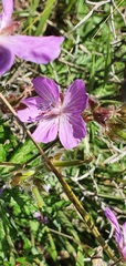 Geranium atlanticum