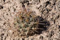 Coryphantha robustispina scheeri