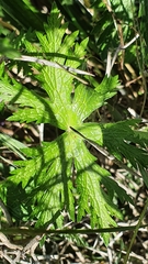 Geranium atlanticum