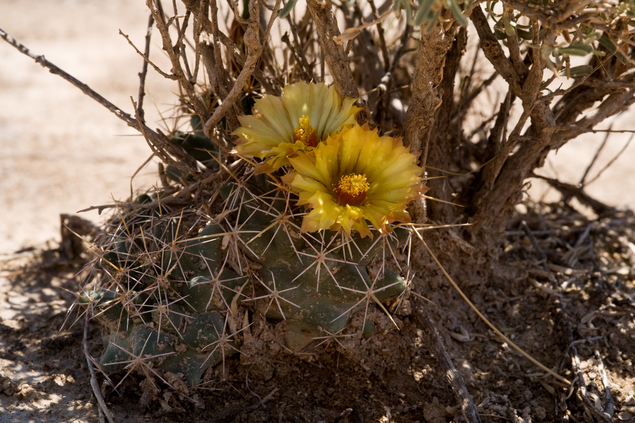 Coryphantha robustispina ssp. scheeri