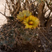 Scheer's Beehive Cactus - Photo no rights reserved