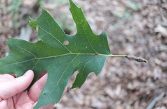 Melikaiella tumifica