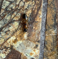 Camponotus essigi