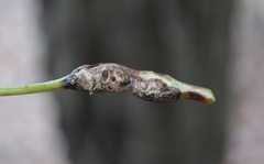 Melikaiella tumifica