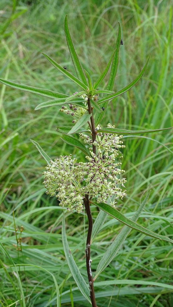 tall green milkweed in July 2021 by Samantha Heller · iNaturalist