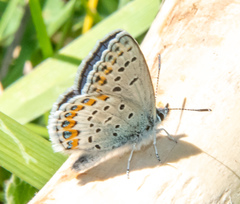 Plebejus melissa