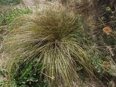 Carex flagellifera