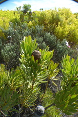 Leucadendron platyspermum
