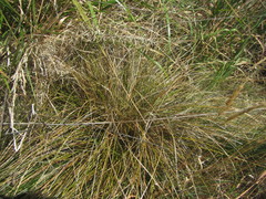 Carex flagellifera