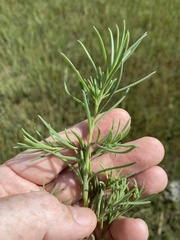 Suaeda linearis