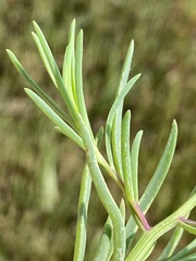 Suaeda linearis
