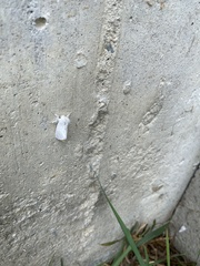 Euproctis chrysorrhoea