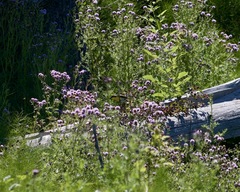 Icteria virens auricollis